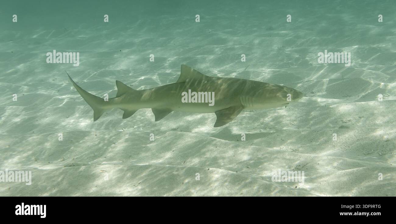 Requin citron (Negaprion brevirostris) en eau peu profonde au lagon de l'îlot petite Terre - île des Caraïbes Guadeloupe Banque D'Images