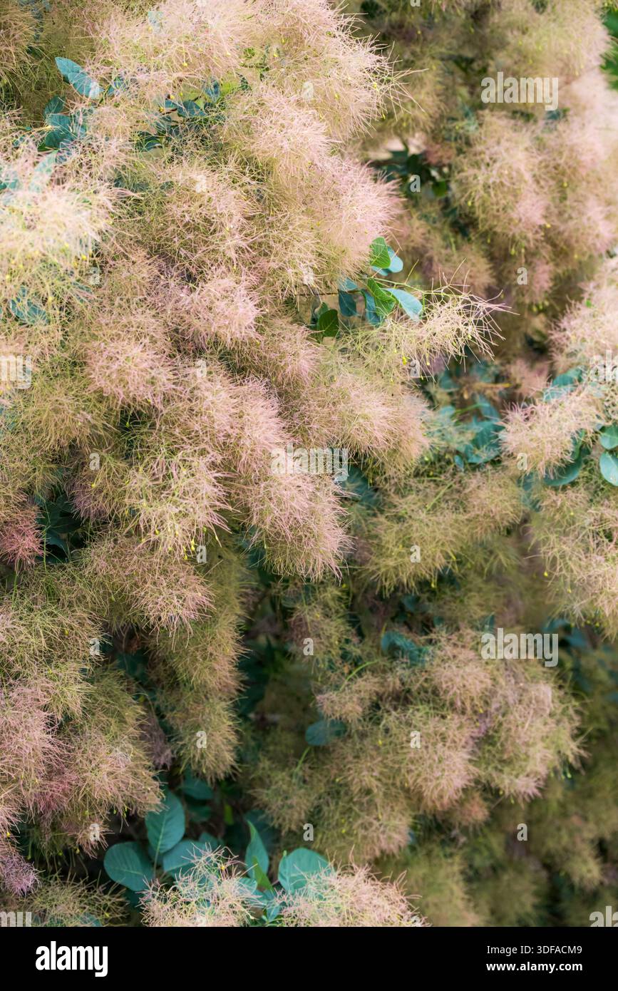 Cotinus coggygria Latin-Cotinus coggygria est une plante ligneuse, une espèce du genre Cotinus de la famille des Anacardiacées Banque D'Images