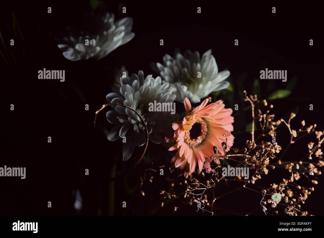 Bouquet fait de chrysanthèmes blancs et d'un gerbera rose avec des feuilles, dans un vase en verre, lié par un ruban rouge, sur un fond noir vu de près Banque D'Images