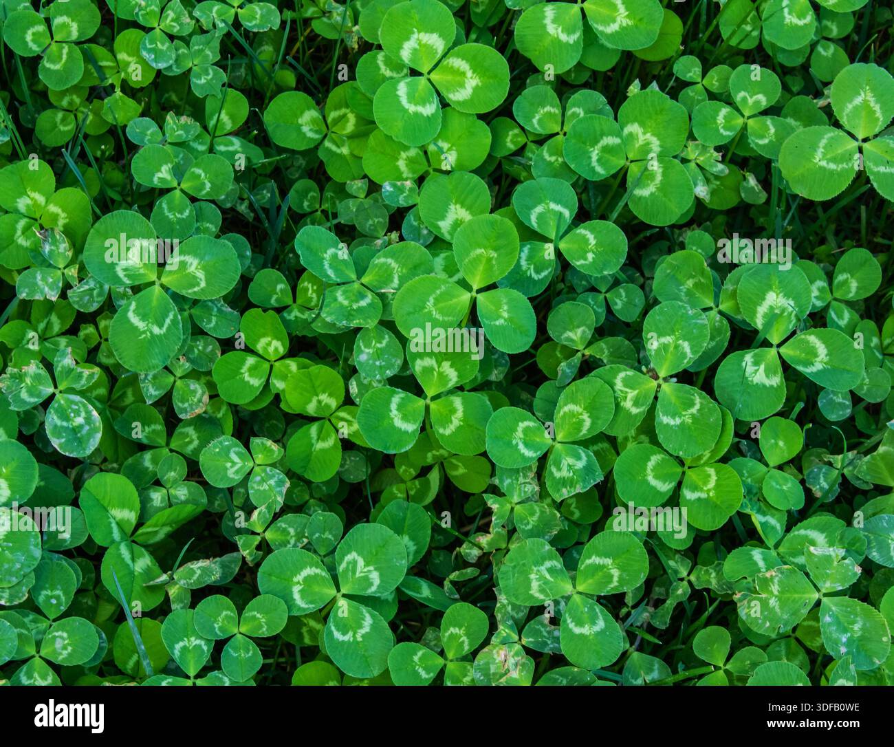 Le trèfle vert laisse un fond de texture pour la Saint Patrick. Motif abstrait avec un trèfle. Fond de nature printanière. Banque D'Images