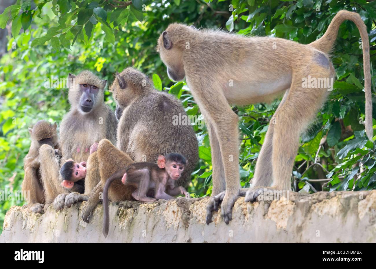 Femelles babouin jaune (Papio cynocephalus) prennent soin des bébés, Shimoni, Kenya Banque D'Images