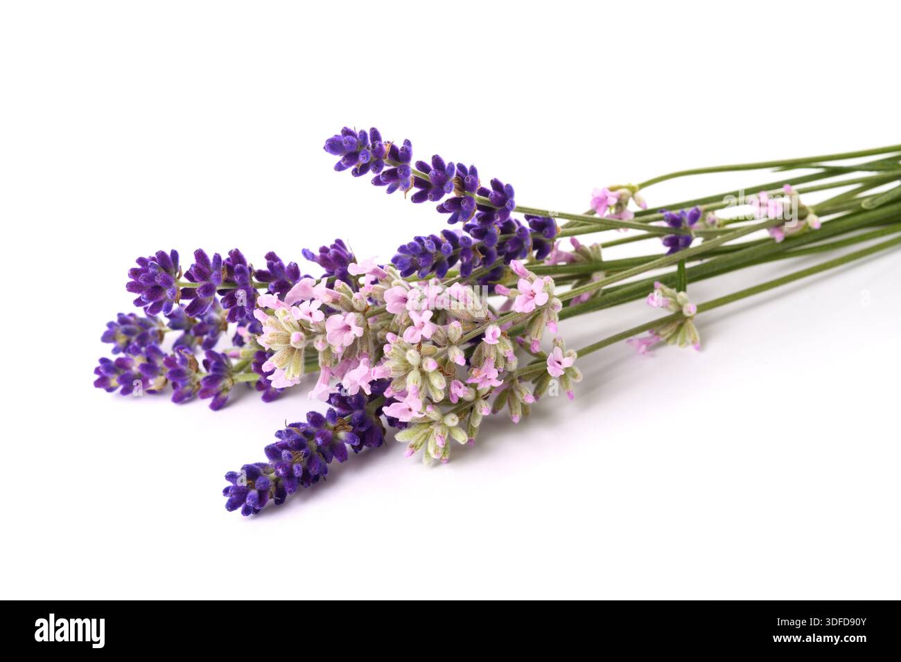 Bouquet de fleurs de lavande isolé sur fond blanc Banque D'Images