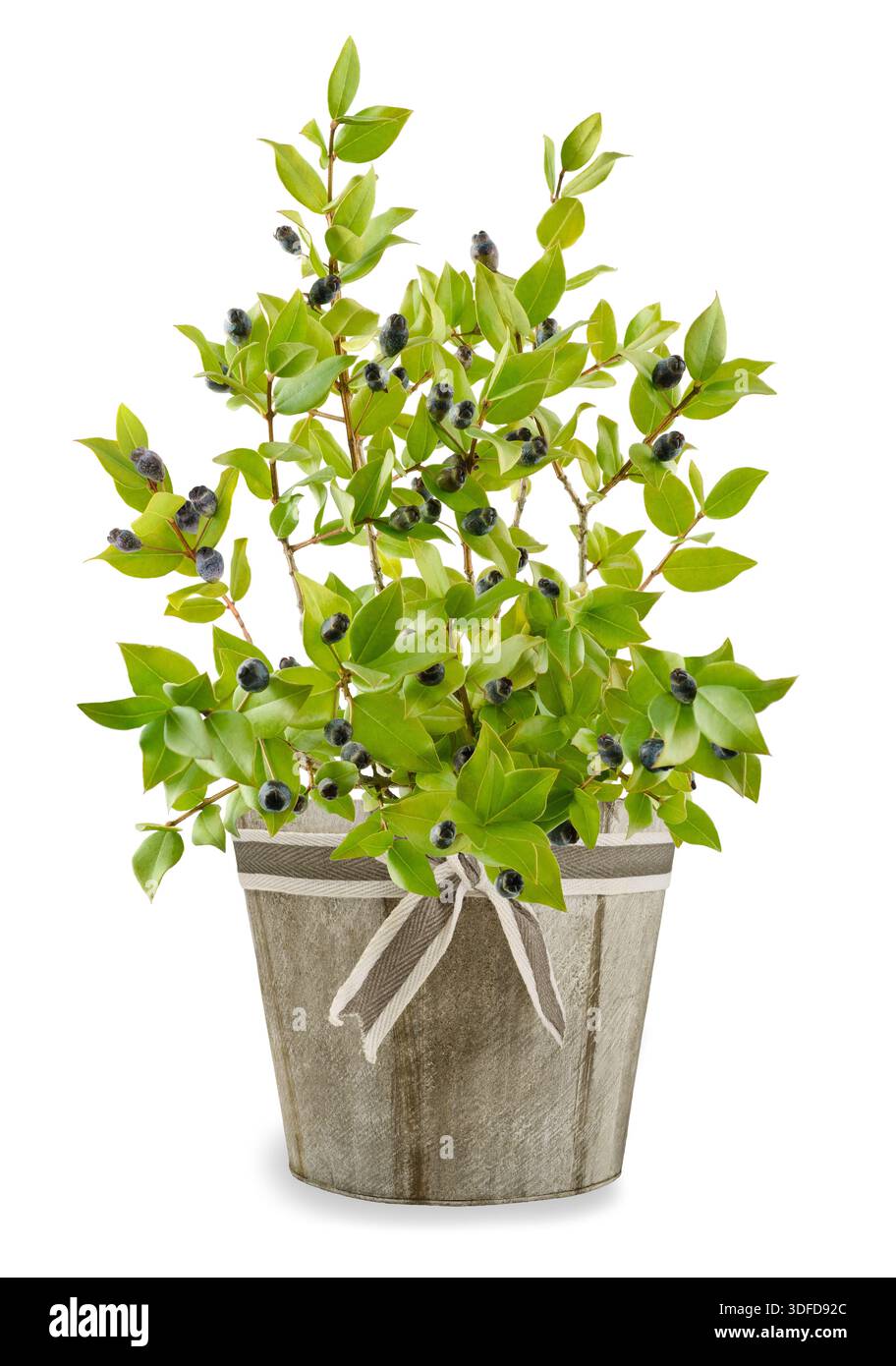 Plante de myrte avec des baies dans un vase isolé sur fond blanc Banque D'Images