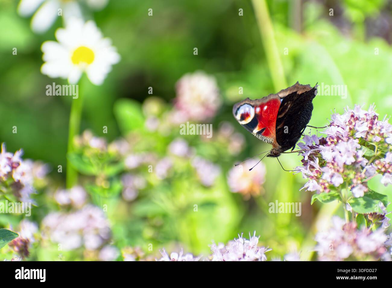 Le papillon paon (Aglais io) est assis sur un origan sauvage en fleurs (Origanum vulgare). Banque D'Images