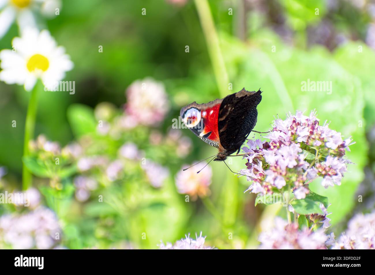 Le papillon paon (Aglais io) est assis sur un origan sauvage en fleurs (Origanum vulgare). Banque D'Images