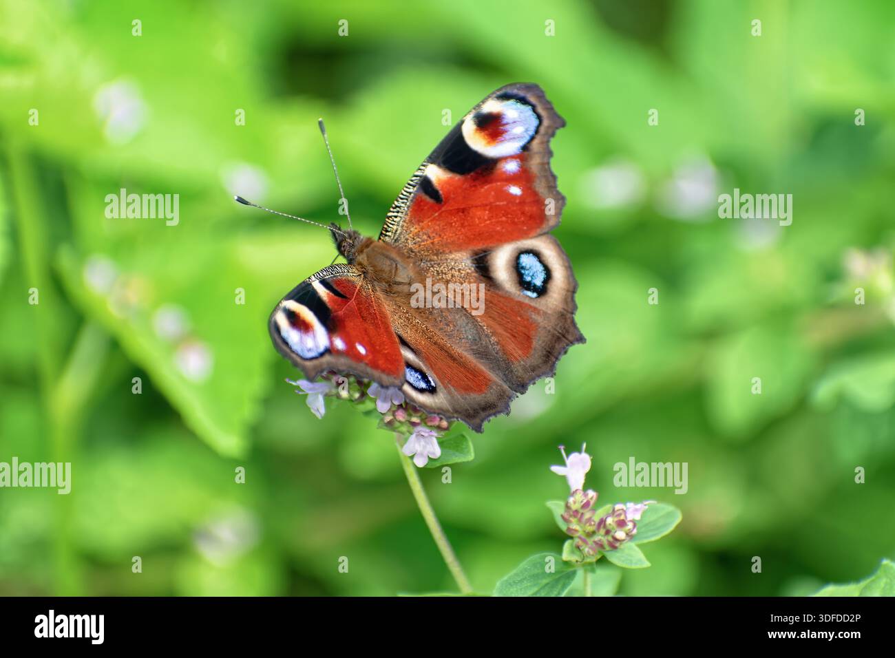Le papillon paon (Aglais io) est assis sur un origan sauvage en fleurs (Origanum vulgare). Banque D'Images