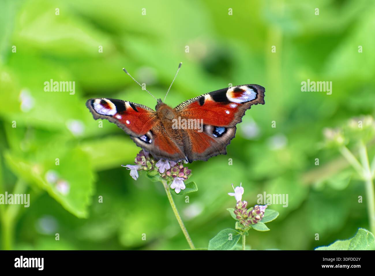 Le papillon paon (Aglais io) est assis sur un origan sauvage en fleurs (Origanum vulgare). Banque D'Images