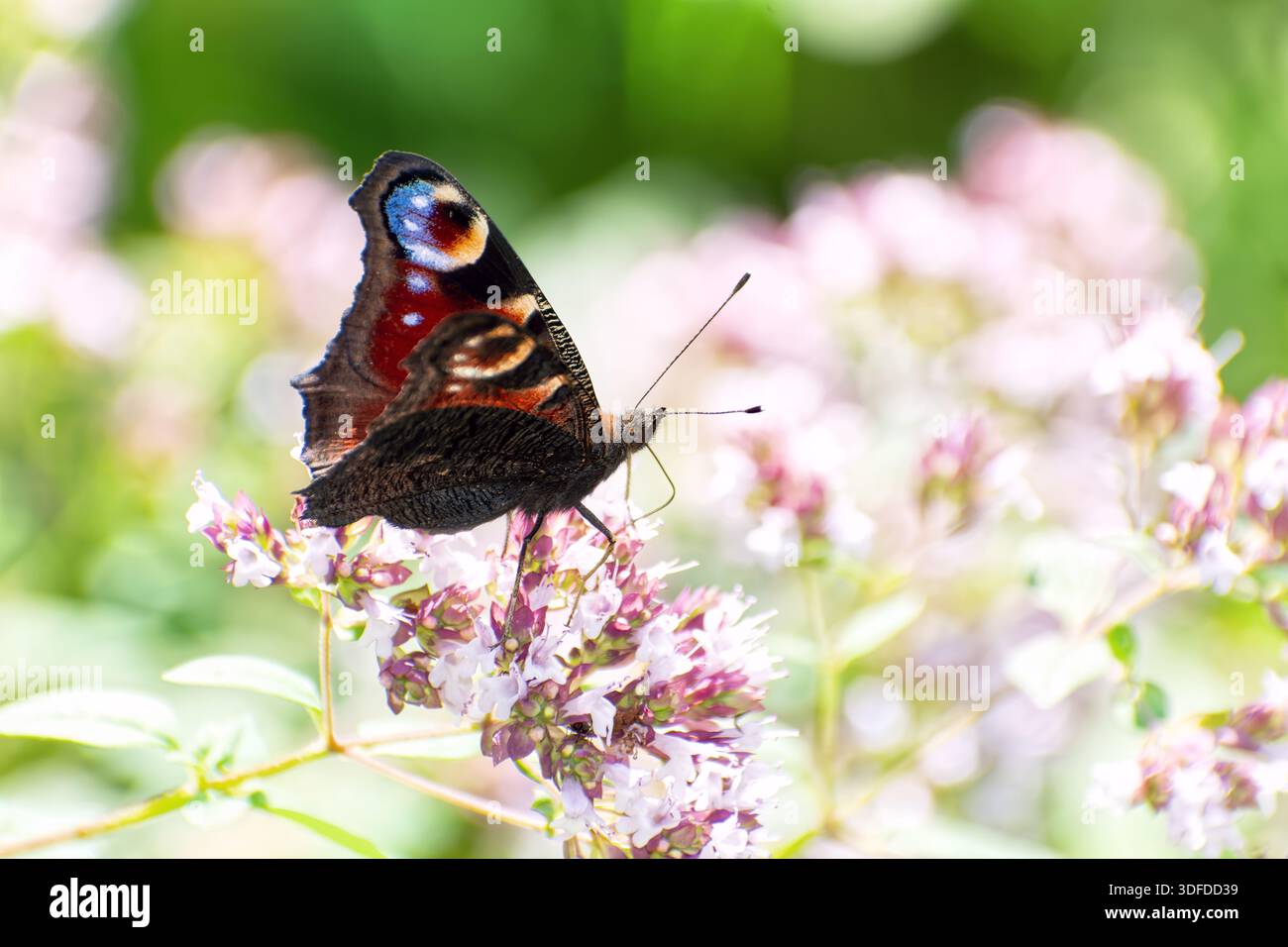 Le papillon paon (Aglais io) est assis sur un origan sauvage en fleurs (Origanum vulgare). Banque D'Images