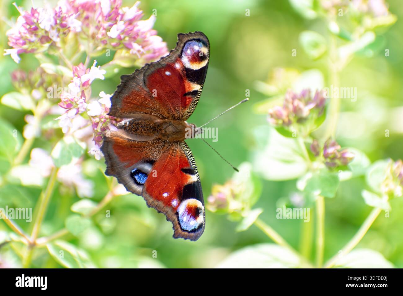 Le papillon paon (Aglais io) est assis sur un origan sauvage en fleurs (Origanum vulgare). Banque D'Images