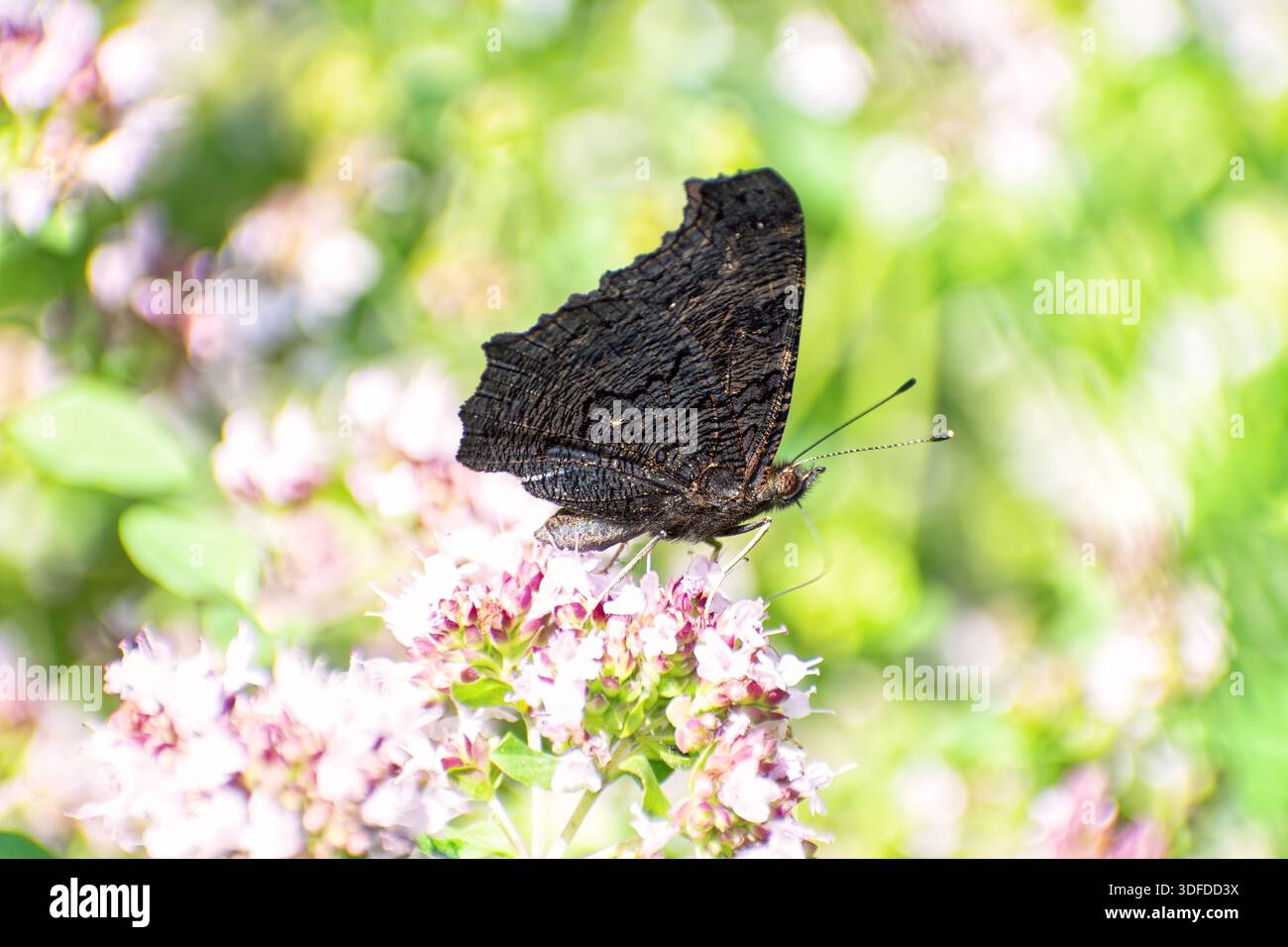Le papillon paon (Aglais io) est assis sur un origan sauvage en fleurs (Origanum vulgare). Banque D'Images