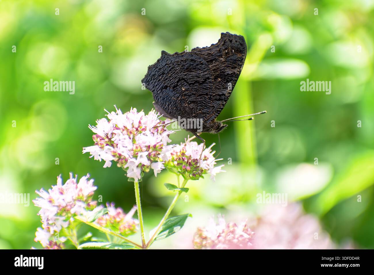 Le papillon paon (Aglais io) est assis sur un origan sauvage en fleurs (Origanum vulgare). Banque D'Images