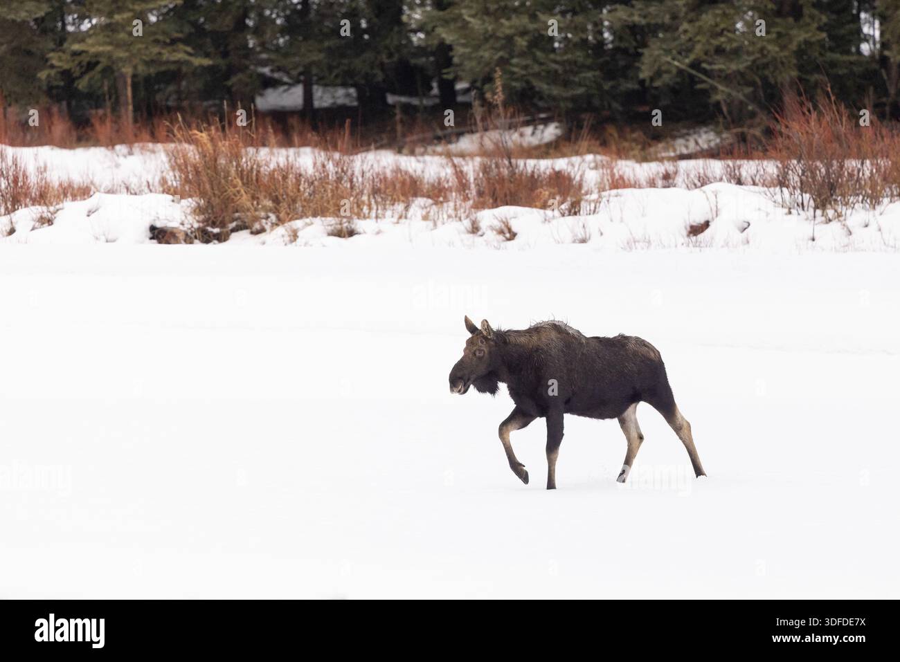 Bull Moose qui a déjà perdu ses bois, marchant à travers Snow i. Banque D'Images