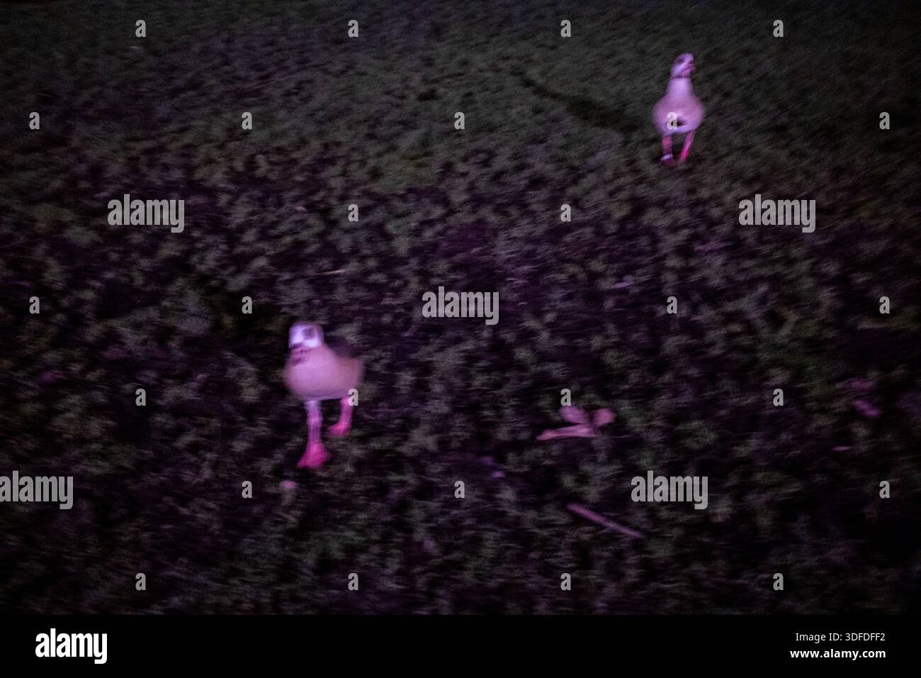 Vue de nuit de deux oies égyptiennes marchant sur l'herbe sous la lumière violette artificielle dans le Parc Léopold à Bruxelles dans la région de Bruxelles-capitale en Belgique sur J. Banque D'Images