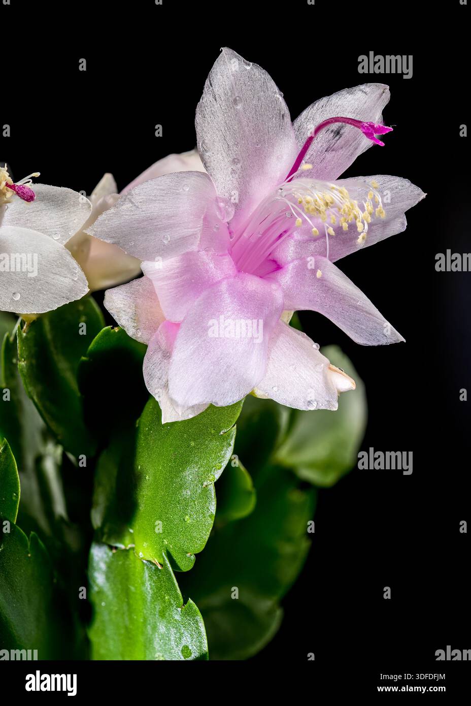 Fleurs blanches de cactus de Noël avec centres roses sur fond noir Banque D'Images