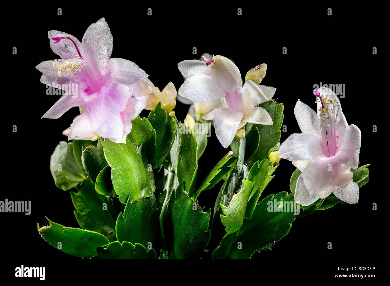 Fleurs blanches de cactus de Noël avec centres roses sur fond noir Banque D'Images