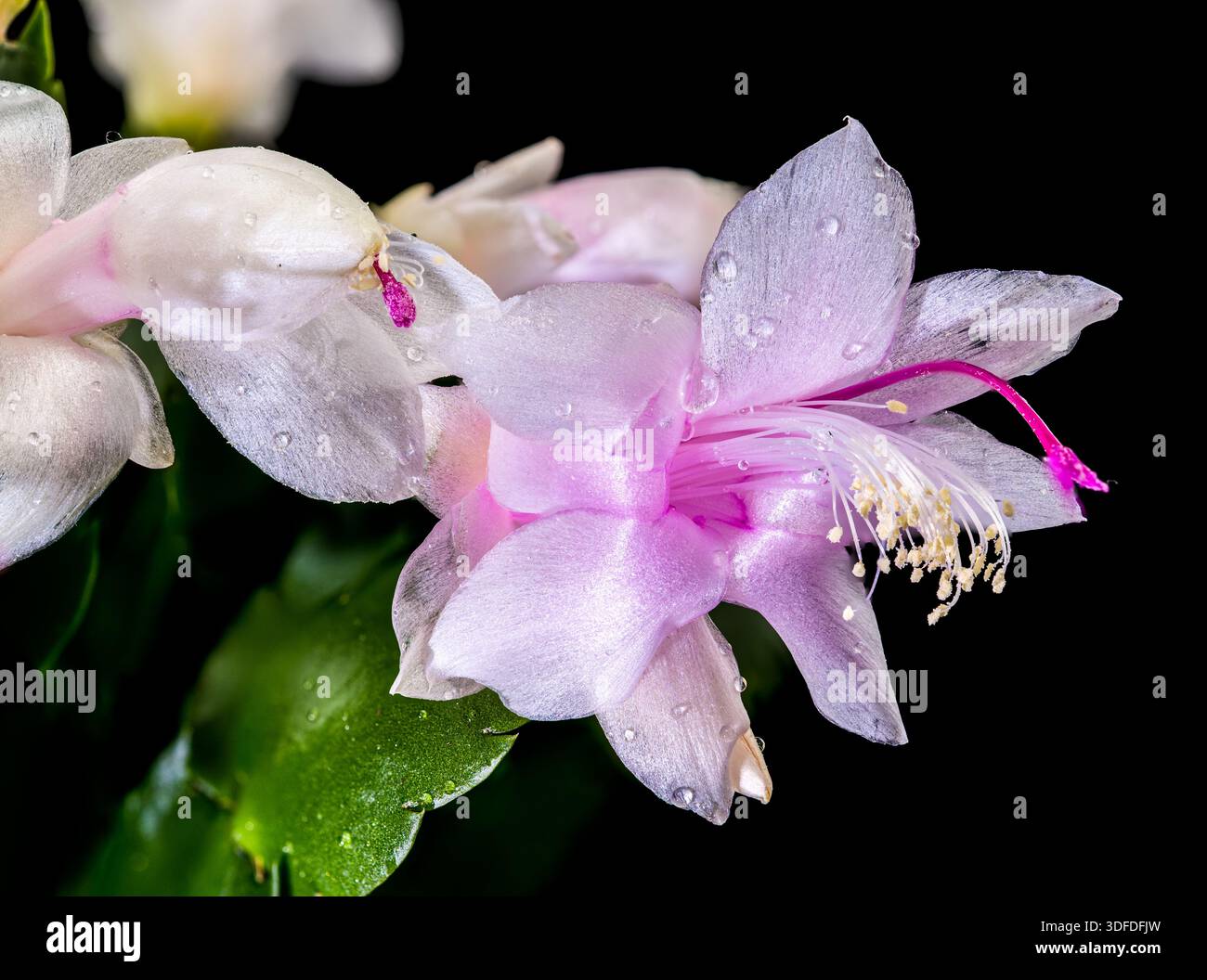 Fleurs blanches de cactus de Noël avec centres roses sur fond noir Banque D'Images
