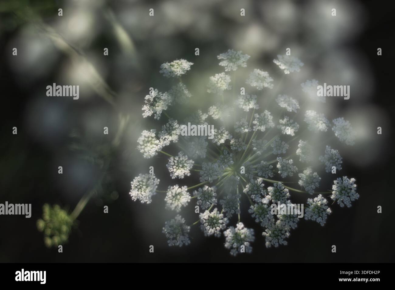 Photographie macro d'une fleur sauvage ombellifère blanche avec un gros bokeh flou au premier plan et en arrière-plan sur un fond naturel sombre. Banque D'Images