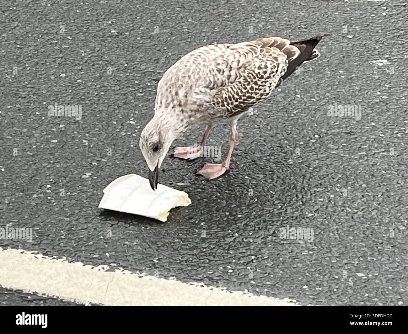 Mouette juvénile picorant des déchetsOc - Image de stock capturée avec un smartphone