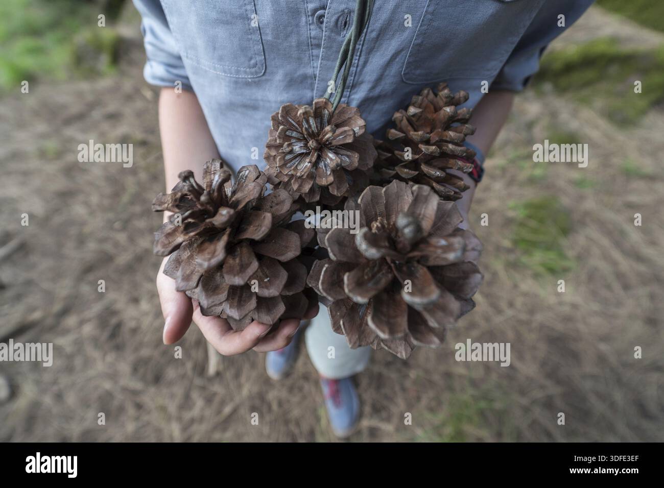 Grosses pommes de pin dans les mains des enfants Banque D'Images