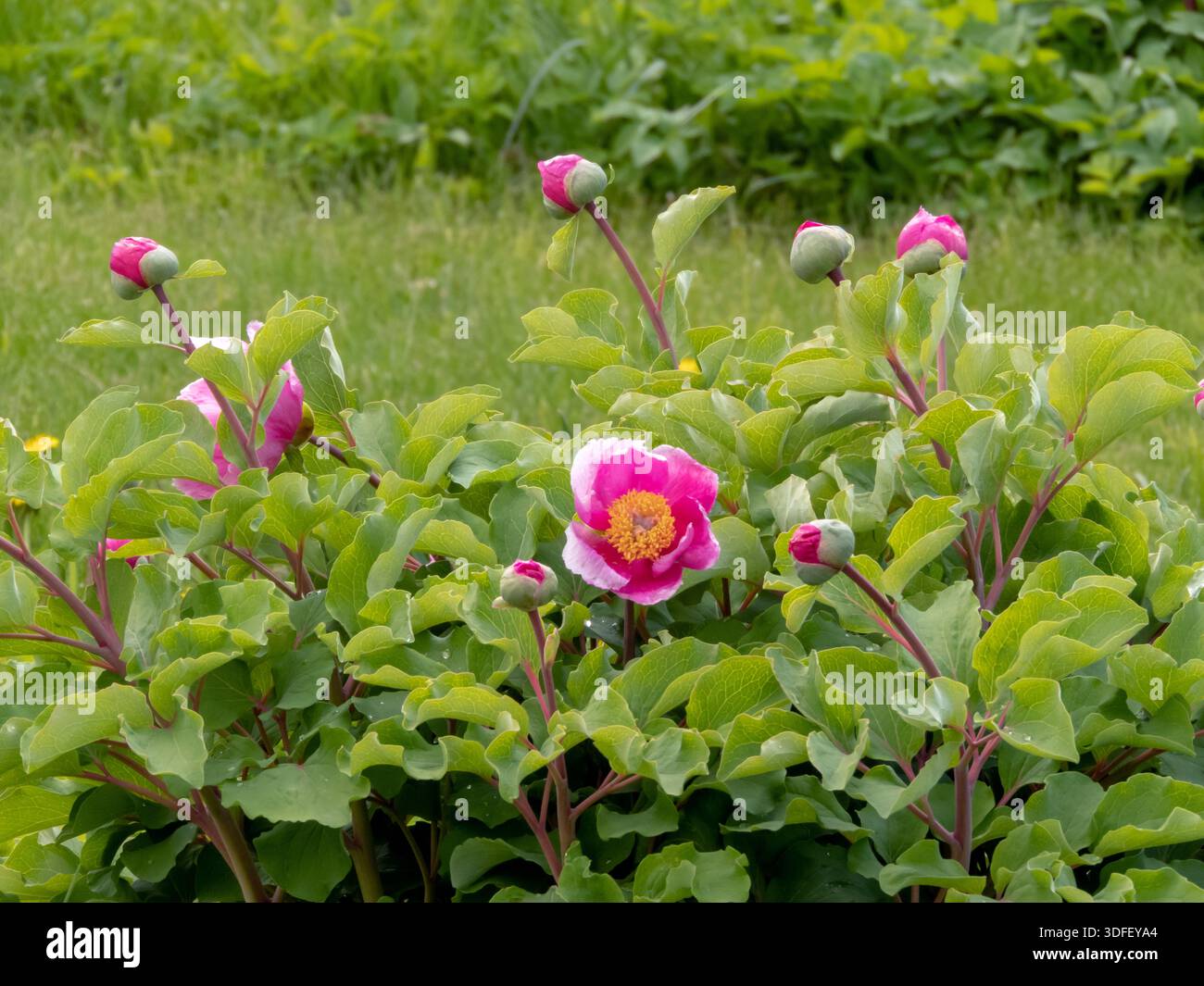 Fleurs roses et bourgeons non ouverts de paeonia daurica fleurissant dans un jardin. Scène de pivoine printanière élégante idéale pour la conception botanique, jardinage et florale t Banque D'Images