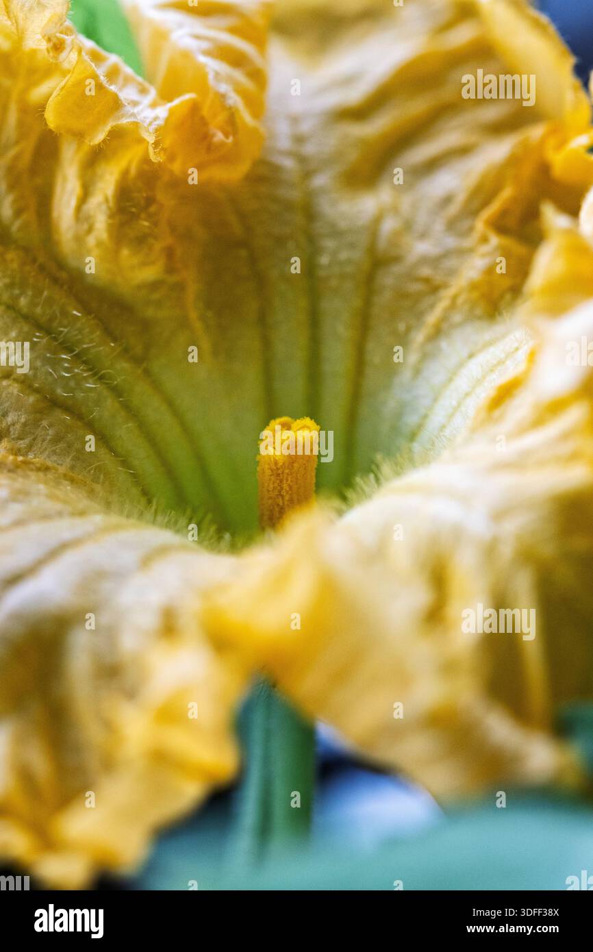 Plan macro d'une fleur de courge musquée (Cucurbita moschata 'Butternut') illuminée par la lumière du soleil. Banque D'Images