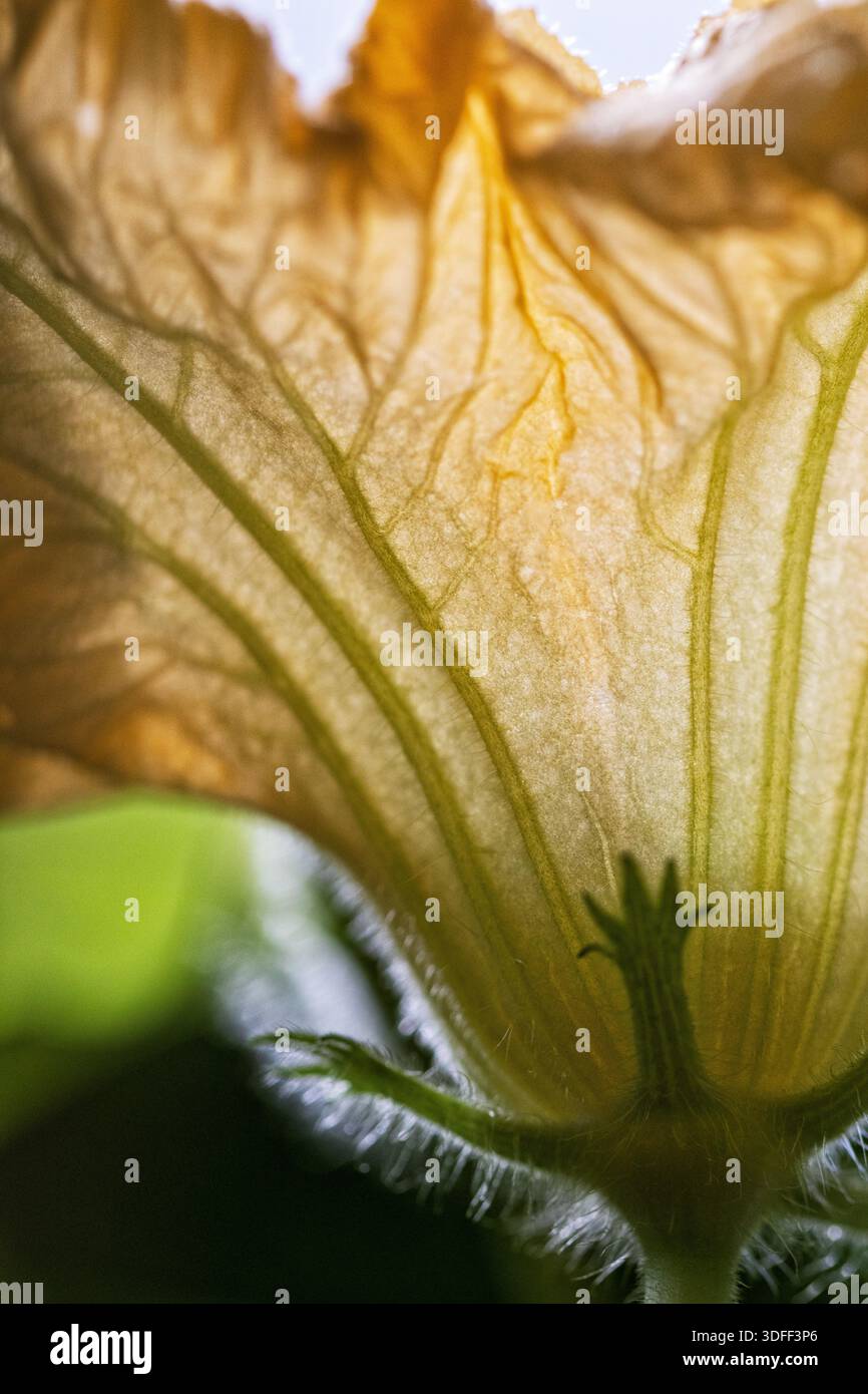 Plan macro d'une fleur de courge musquée (Cucurbita moschata 'Butternut') illuminée par la lumière du soleil. Banque D'Images