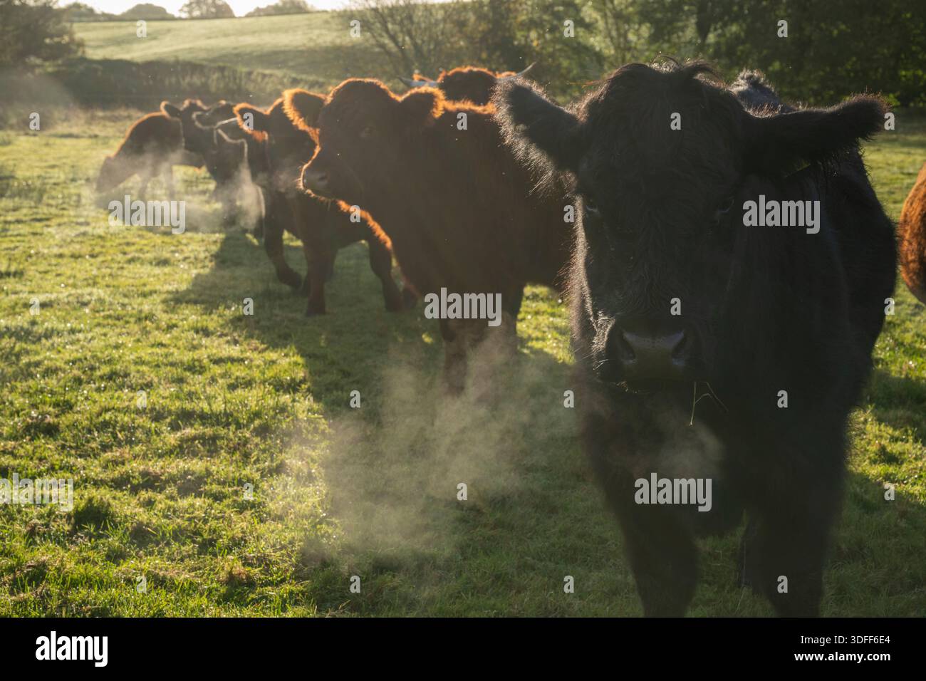 Troupeau mixte de taureaux et génisses Red Ruby Devon, Angus et Welsh Black en champ, matin, automne, Somerset, Royaume-Uni, Europe. Banque D'Images