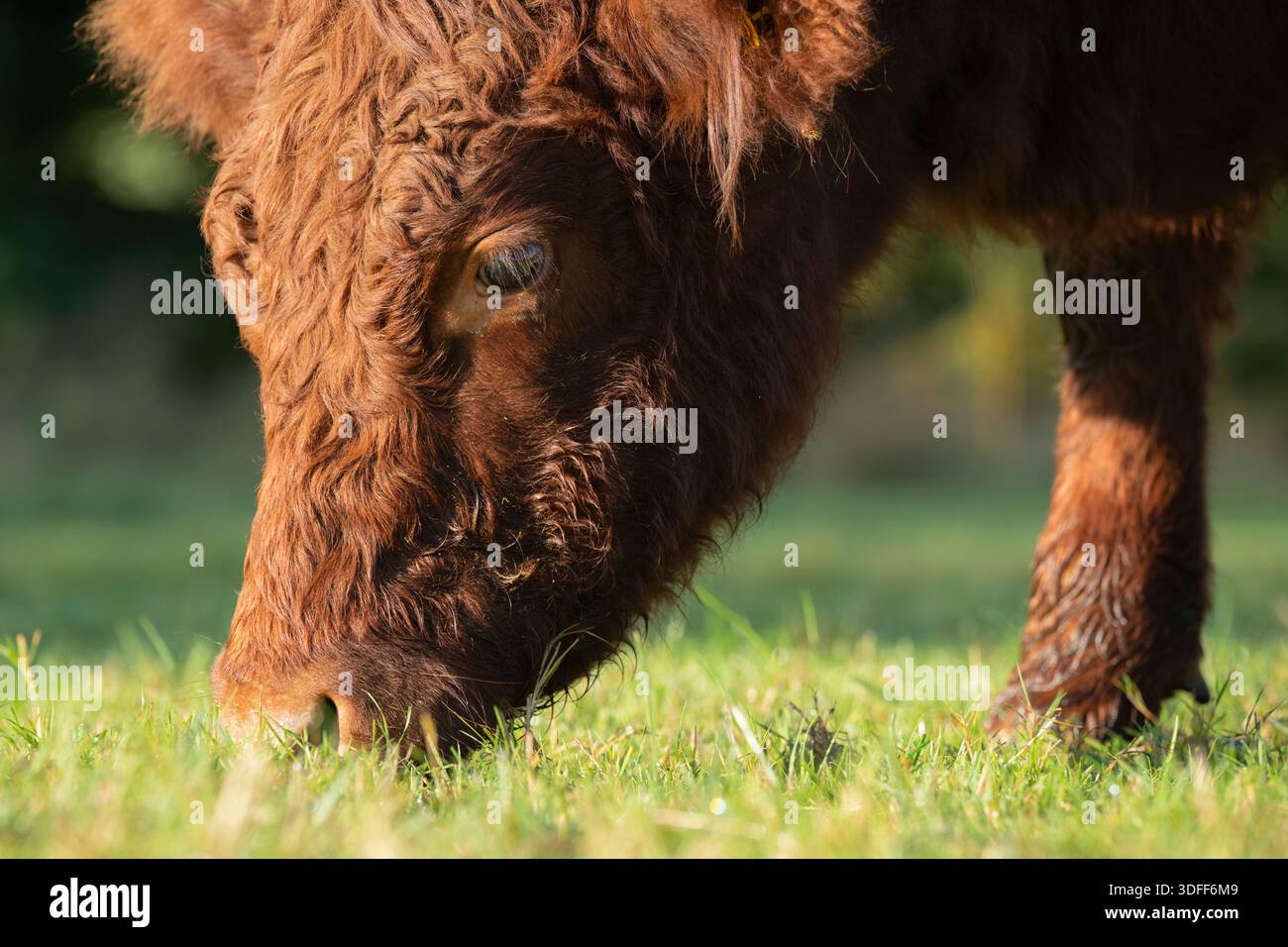 Rubis rouge du Devon polled génisse en gros plan sur le terrain, Somerset, Angleterre, Royaume-Uni, automne. Banque D'Images