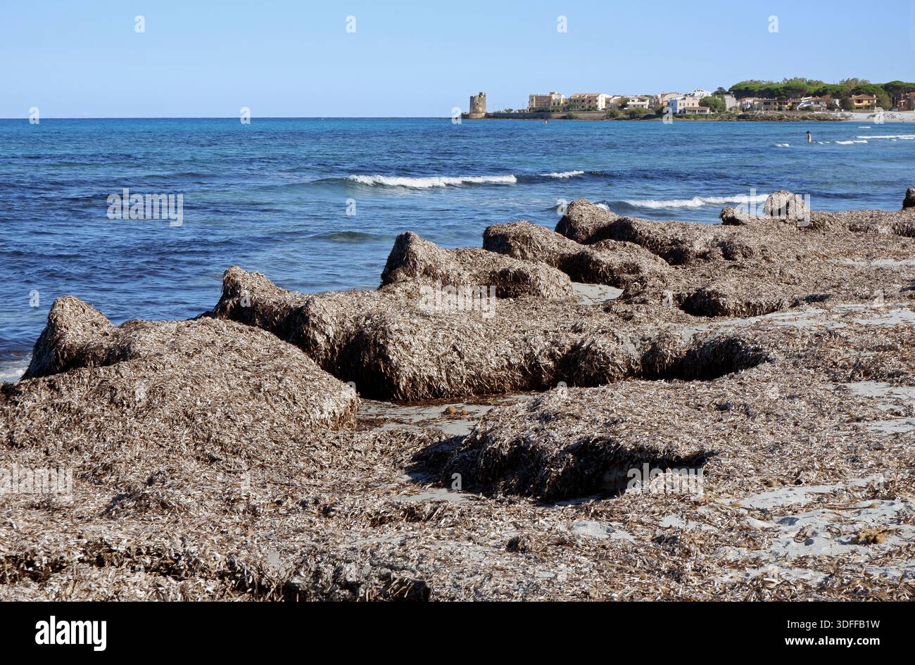 Algues séchées de posidonia le long de la plage entre près de Santa Lucia / Siniscola, Sardaigne, Italie Banque D'Images