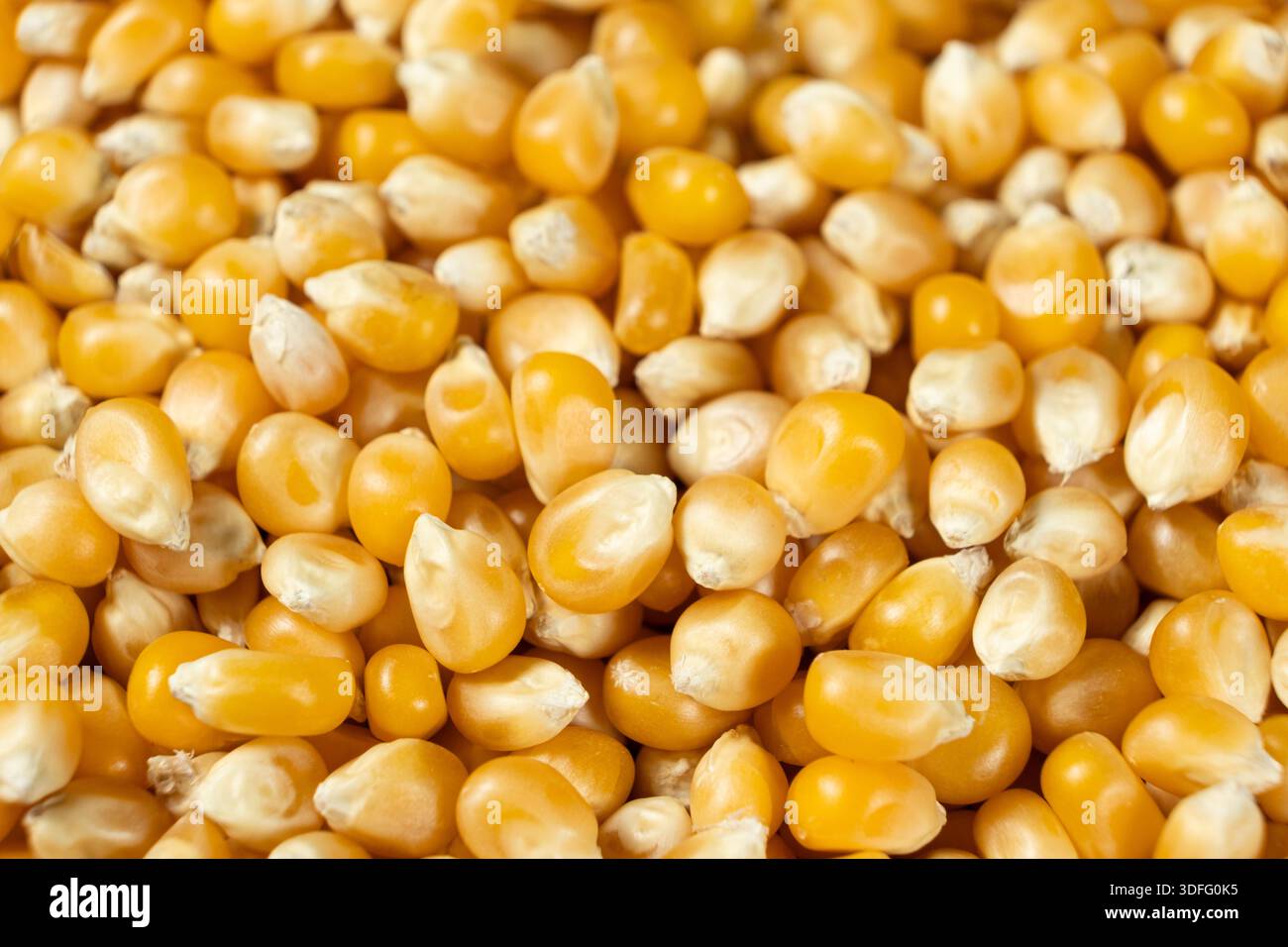 Macro shot de grains de maïs jaunes crus pour pop-corn Banque D'Images