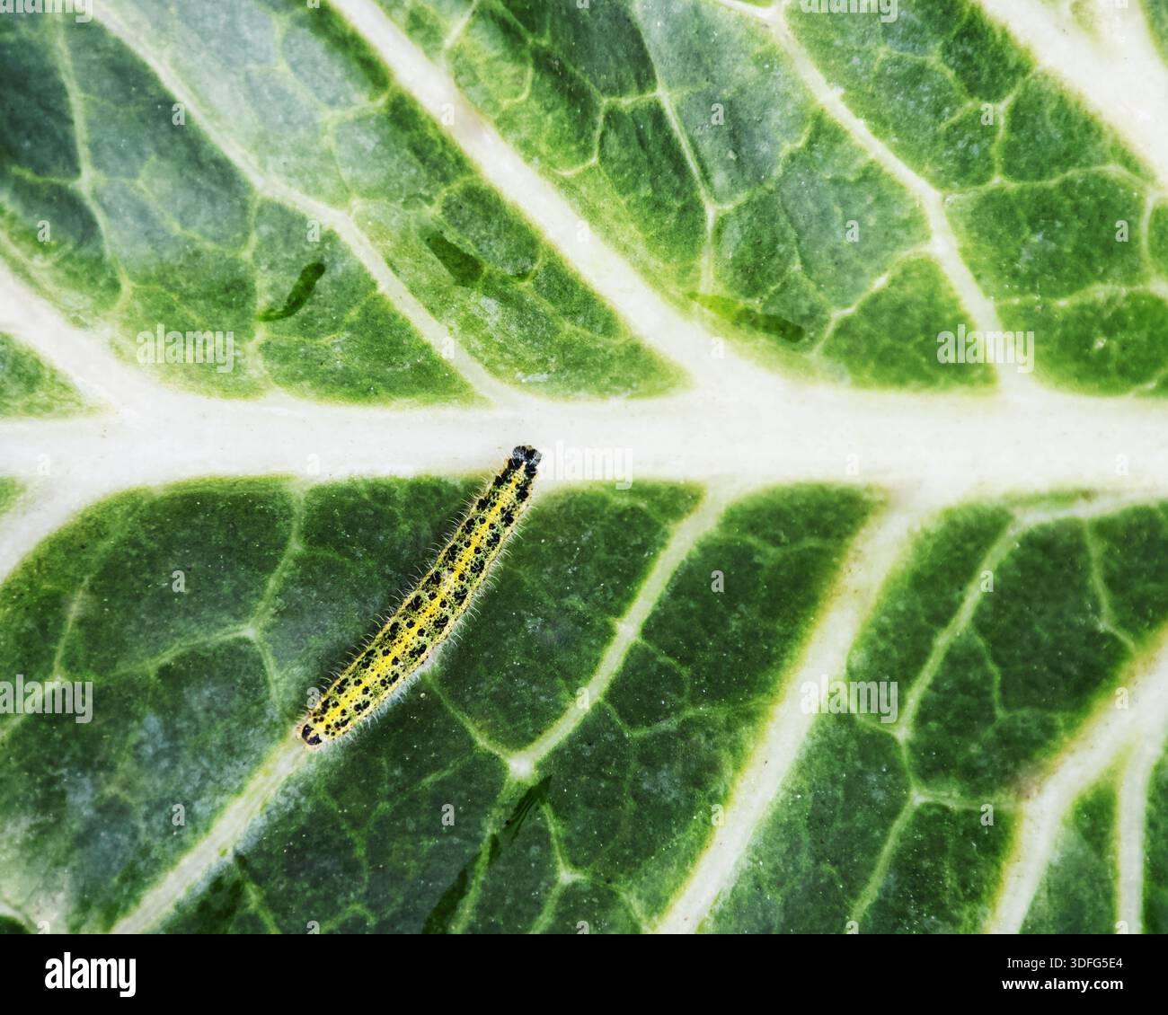 chenille jaune à pois noirs de grand papillon blanc sur feuille de chou vert Banque D'Images