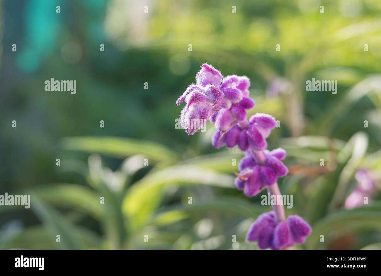 Gros plan de fleurs violettes floues de sauge du Bush mexicain Salvia leucantha avec feuillage vert en arrière-plan Banque D'Images