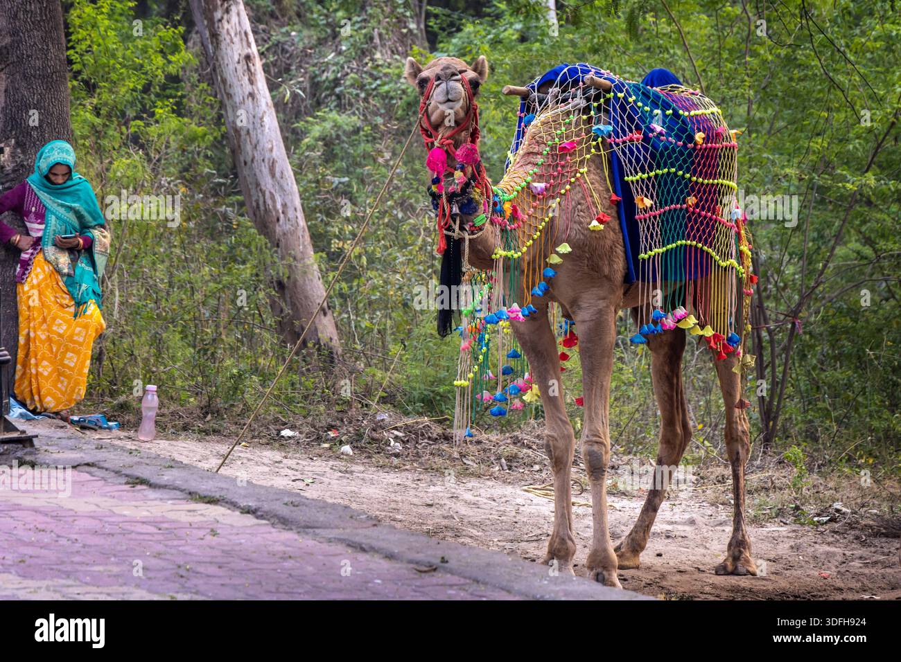 Femme et chameau décoré pour les promenades touristiques en attente par le côté de la route à Agra, Inde. Banque D'Images