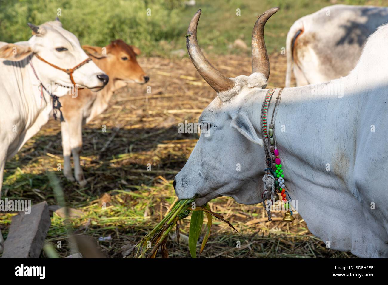 Vaches Tharparkar mangeant paisiblement de l'herbe verte fraîche dans un abri de vache traditionnel ou gaushala au Rajasthan, en Inde Banque D'Images