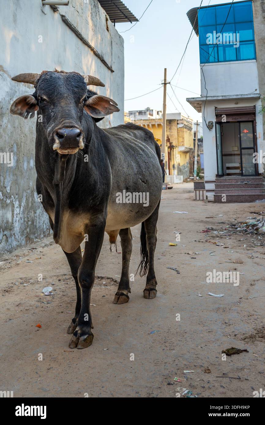 Vache debout dans la rue dans la petite ville d'Alsisar dans le district de Jhunjhunu de la région de Shekhawati au Rajasthan, en Inde Banque D'Images