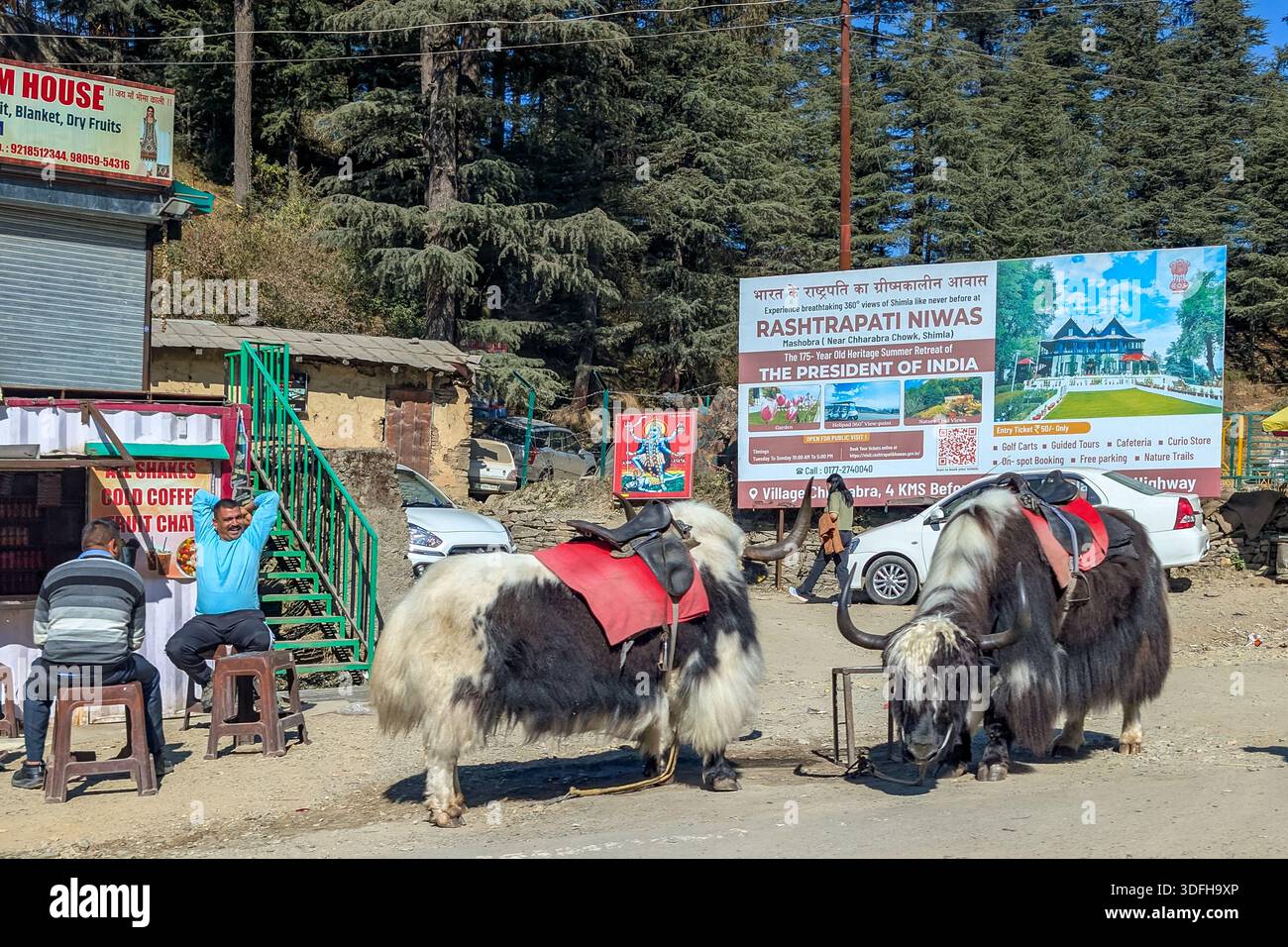 Yaks au bord de la route pour les touristes à monter à Kufri près de Shimla, Himachal Pradesh, Inde Banque D'Images