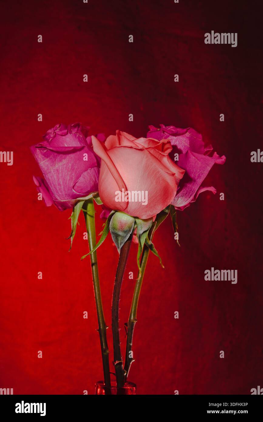 Roses =amour, natures mortes esthétiques roses jaunes et roses sur fond rouge, représente la tendresse, je t'aime, les soins et la beauté. Banque D'Images