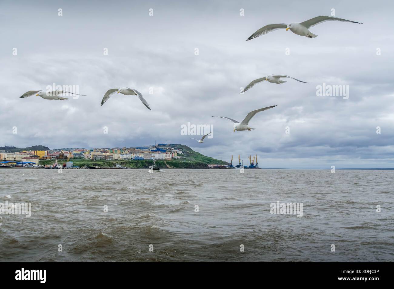 Un troupeau de mouettes survole la mer de Béring près du port d'Anadyr à Tchoukotka, en Russie. Banque D'Images