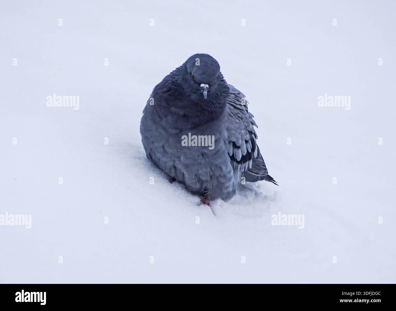 Un pigeon est assis dans la neige Banque D'Images