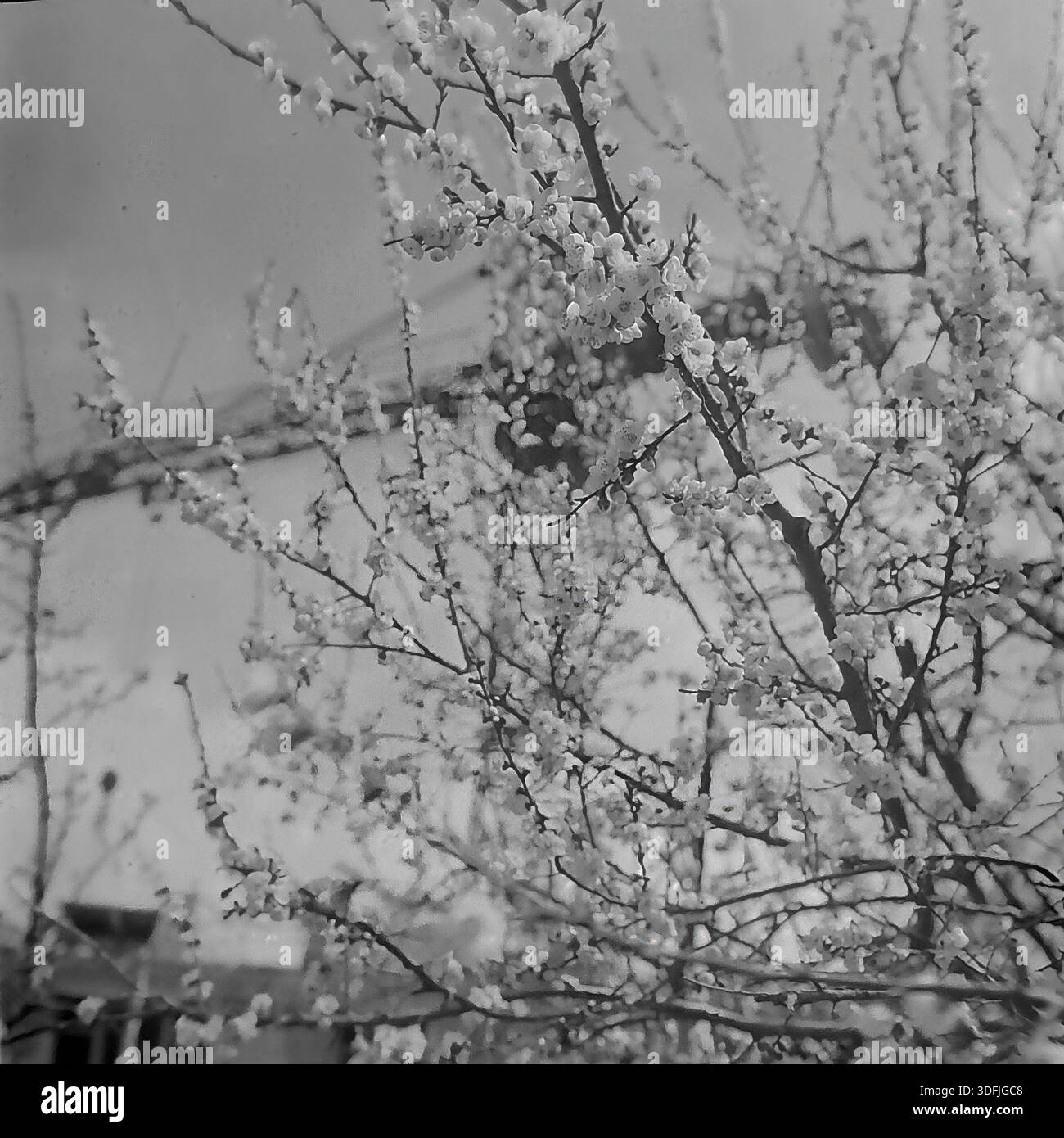 Région de Donetsk, RSS d'Ukraine, Union soviétique, années 1960 Une photographie de format moyen noir et blanc à faible angle capturant l'essence de l'ère du dégel de Khrouchtchev. Une dense canopée de branches d'abricot en fleurs remplit le cadre, créant une texture florale naturelle. À travers les trous dans les fleurs blanches, une grue à tour de construction et des lignes électriques sont visibles contre le ciel. Cette juxtaposition symbolise le parallèle harmonieux de l'éveil de la nature et de la croissance industrielle du Donbass pacifique. Une image d'archives nostalgique du développement du milieu du XXe siècle. Banque D'Images