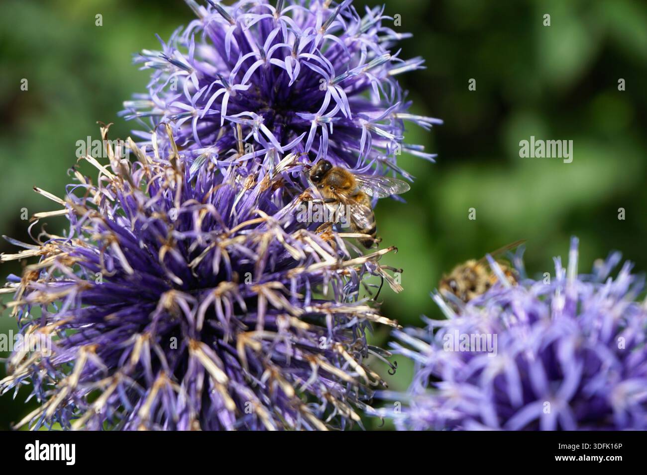Abeille collectant le nectar des fleurs de chardon violet, mettant en évidence la pollinisation et l'interaction plante–insecte dans un jardin. Banque D'Images