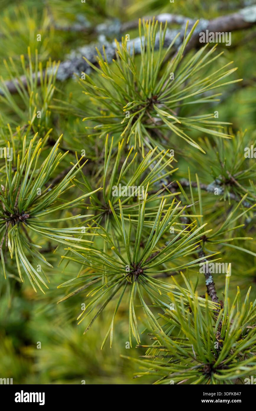 Pinus sylvestris 'Médaille d' Banque D'Images