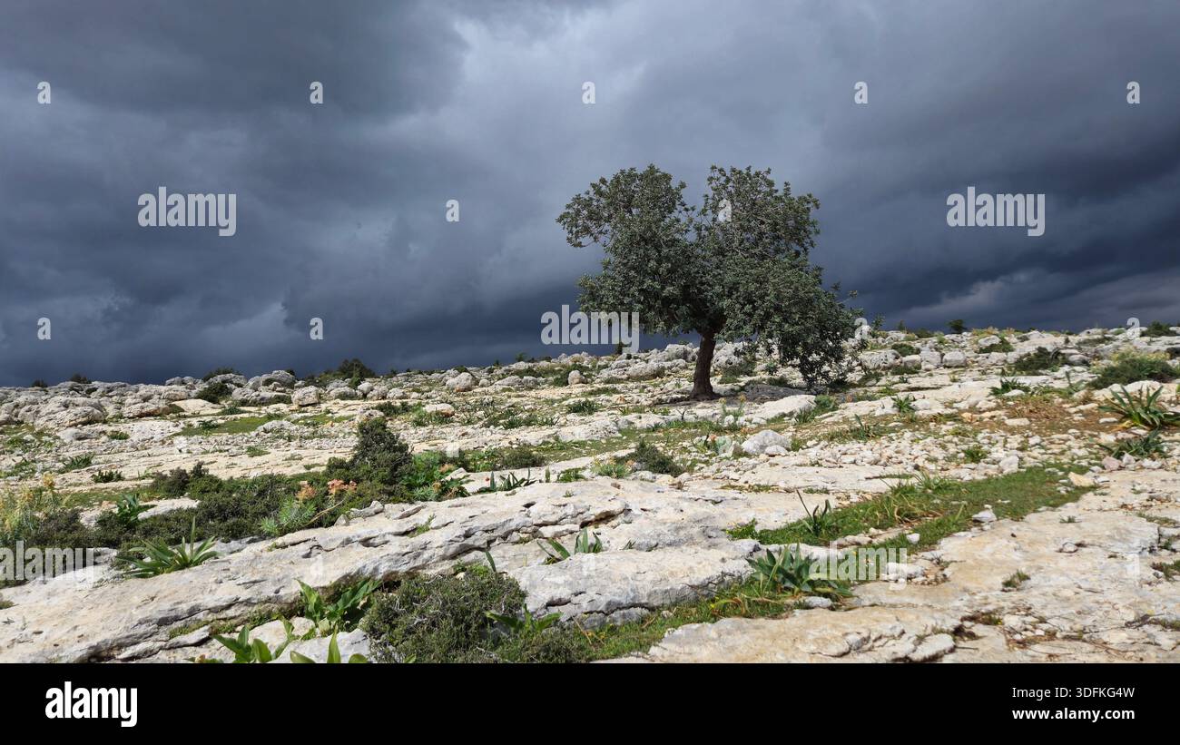 Olive Tree solitaire debout sur un plateau de calcaire accidenté sous un ciel orageux dramatique dans le Tarse rural, Turquie - Image de stock capturée avec un smartphone