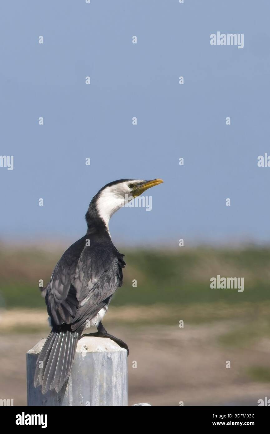 Little pied Cormorant (Microcarbo melanoleucos), debout sur un poteau, Australie méridionale. Banque D'Images