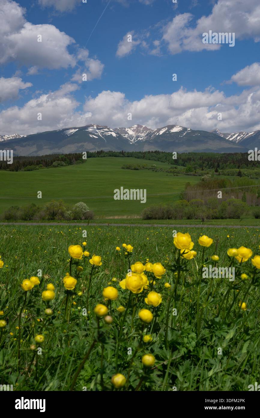 Vue de fleurs jaunes vives fleurissent au premier plan, contrastant avec des champs verdoyants s'étendant vers des montagnes enneigées sous un bleu vif Banque D'Images