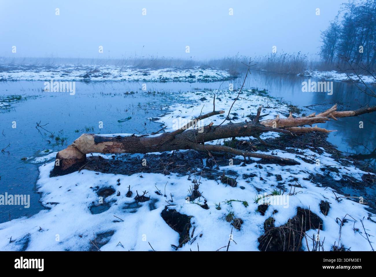 Un arbre abattu par des castors dans une zone humide en hiver, Stankow, Pologne Banque D'Images