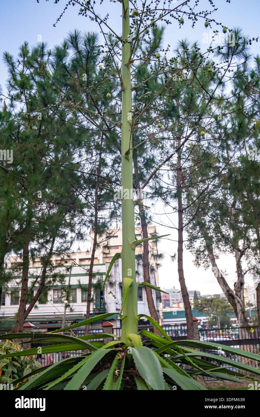 Épi de grande floraison, ou inflorescence, d'une plante d'agave. Baguio, Philippines Banque D'Images
