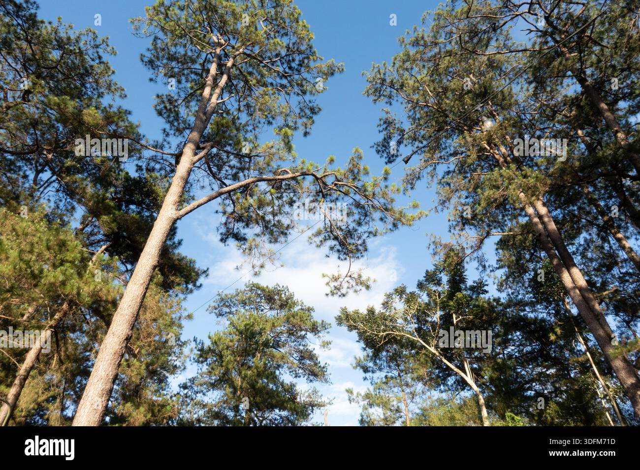 Regardant dans la canopée d'une forêt de pins. Les grands troncs droits et la canopée verte dense, Baguio, Philippines Banque D'Images