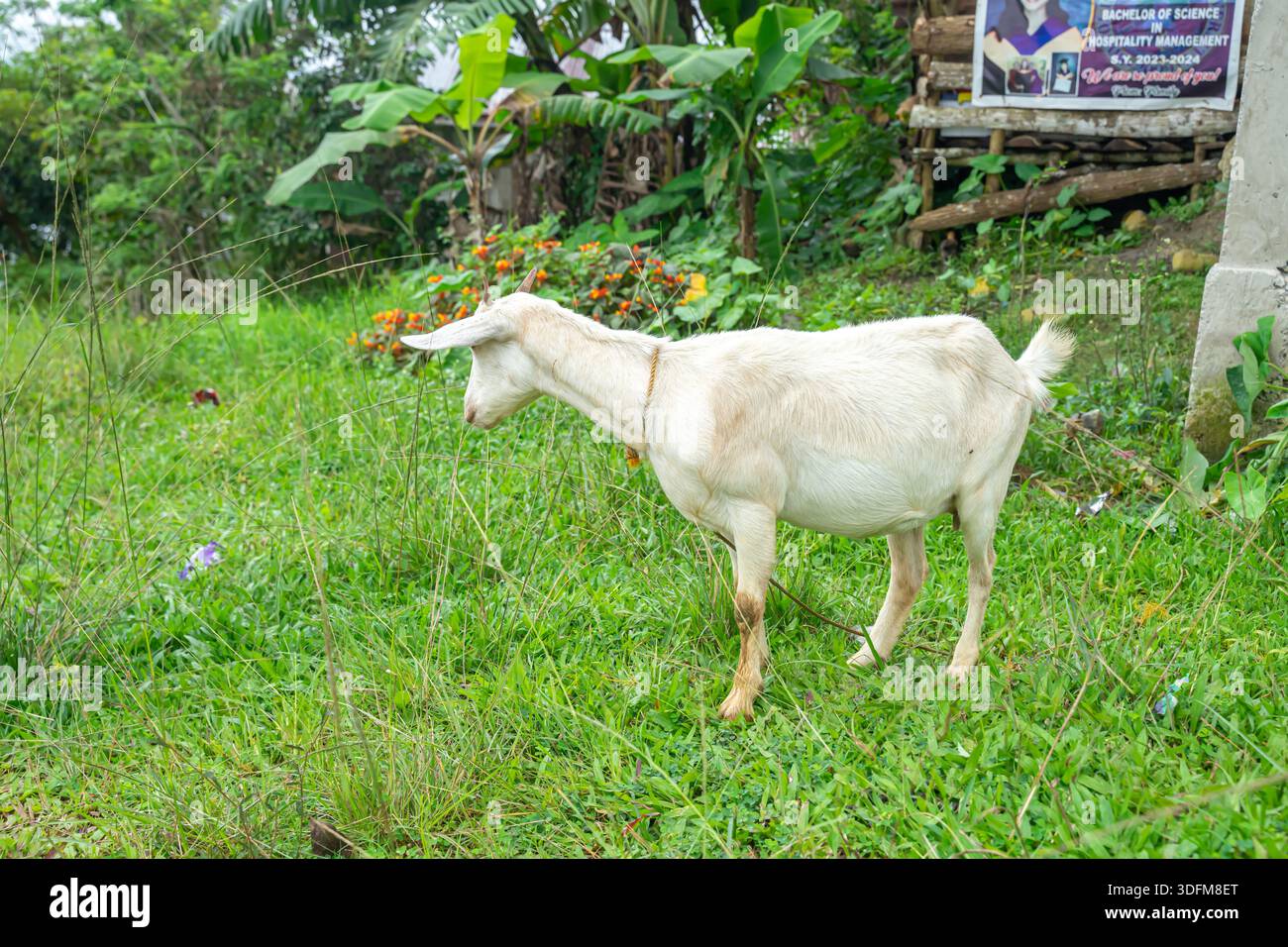 Chèvre domestique blanche pâturant dans un champ d'herbe verte, zone rurale à Bohol, Philippines Banque D'Images