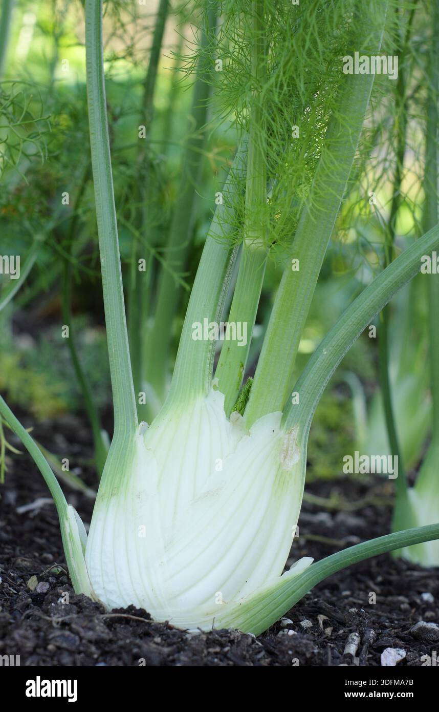 Foeniculum vulgare var. azoricum. Fenouil Florence 'Dragon' F1, prisé pour ses tiges aromatisées à l'anis poussant dans un potager. Banque D'Images